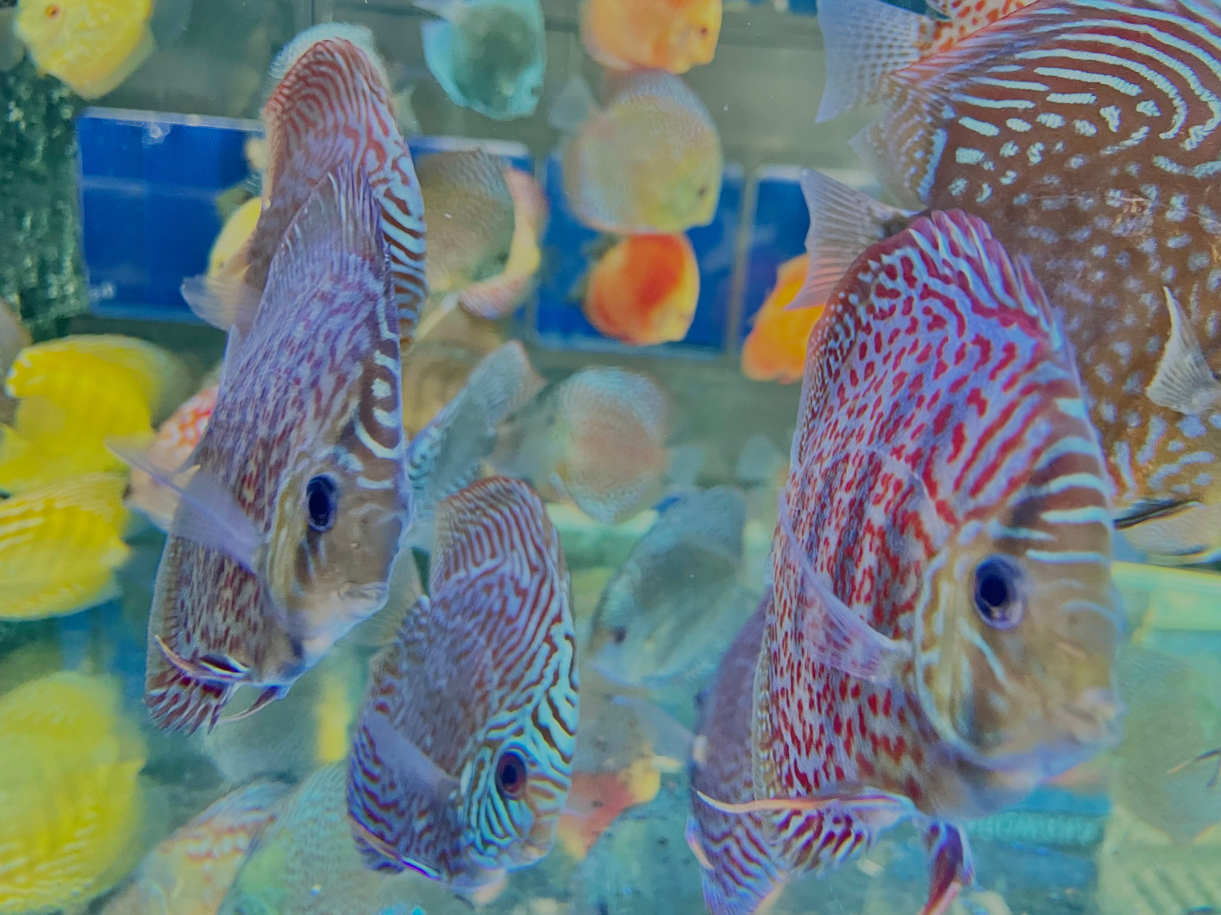 Freshwater discus fish for 2024 sale