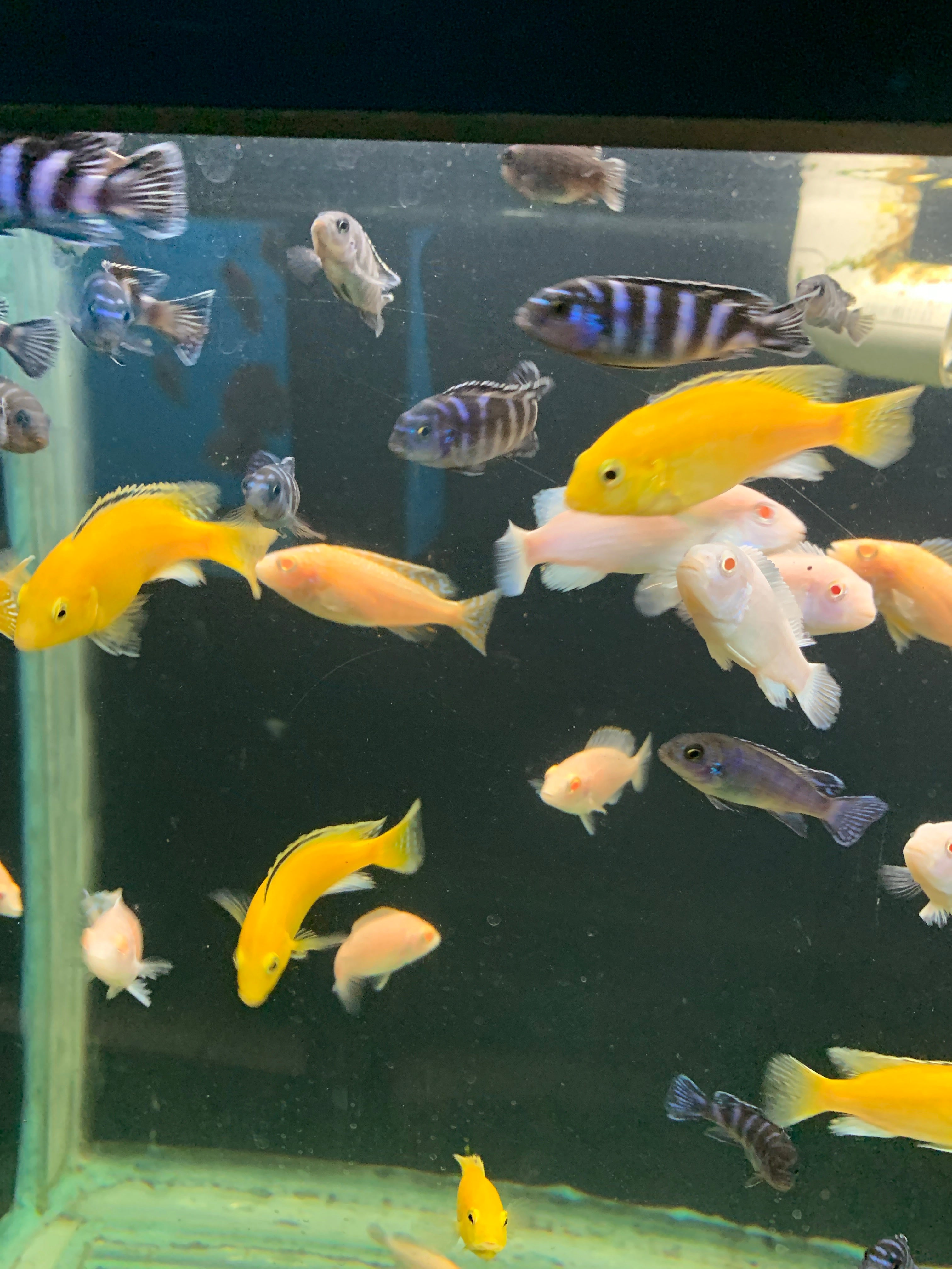 Cichlids – Mississauga Aquarium