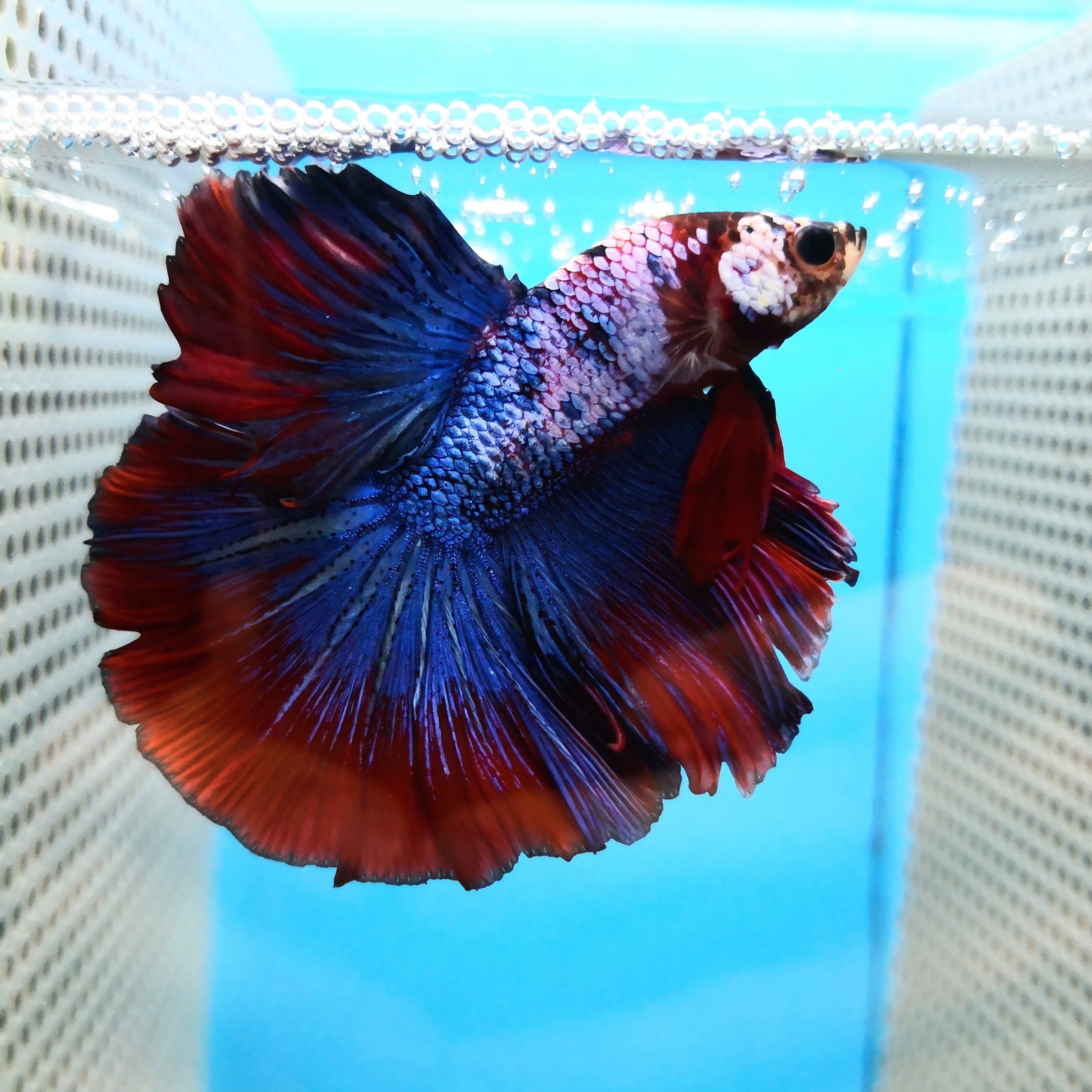 Betta test, black, blue, fighting fish, fish, red, HD phone