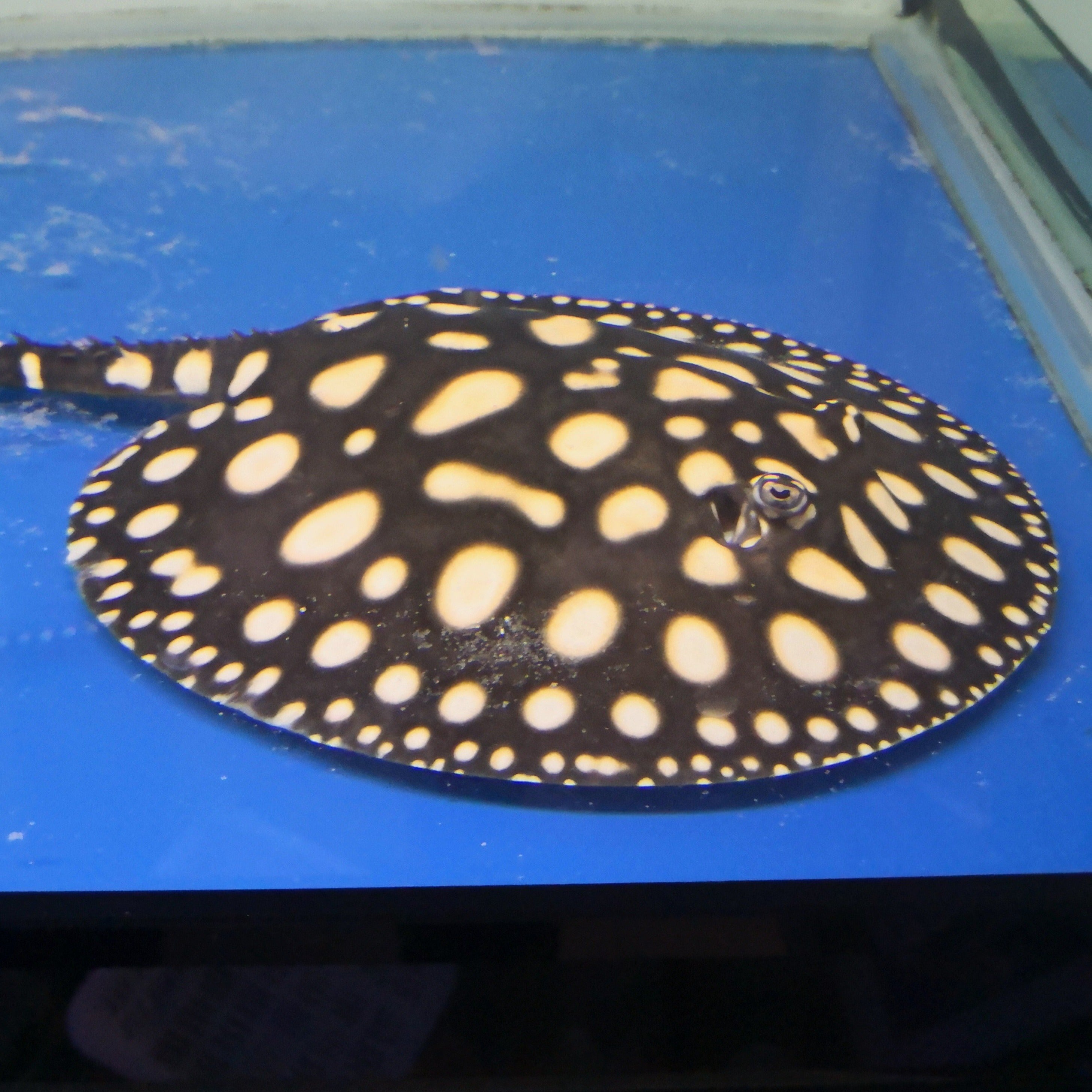 Black diamond stingray clearance care