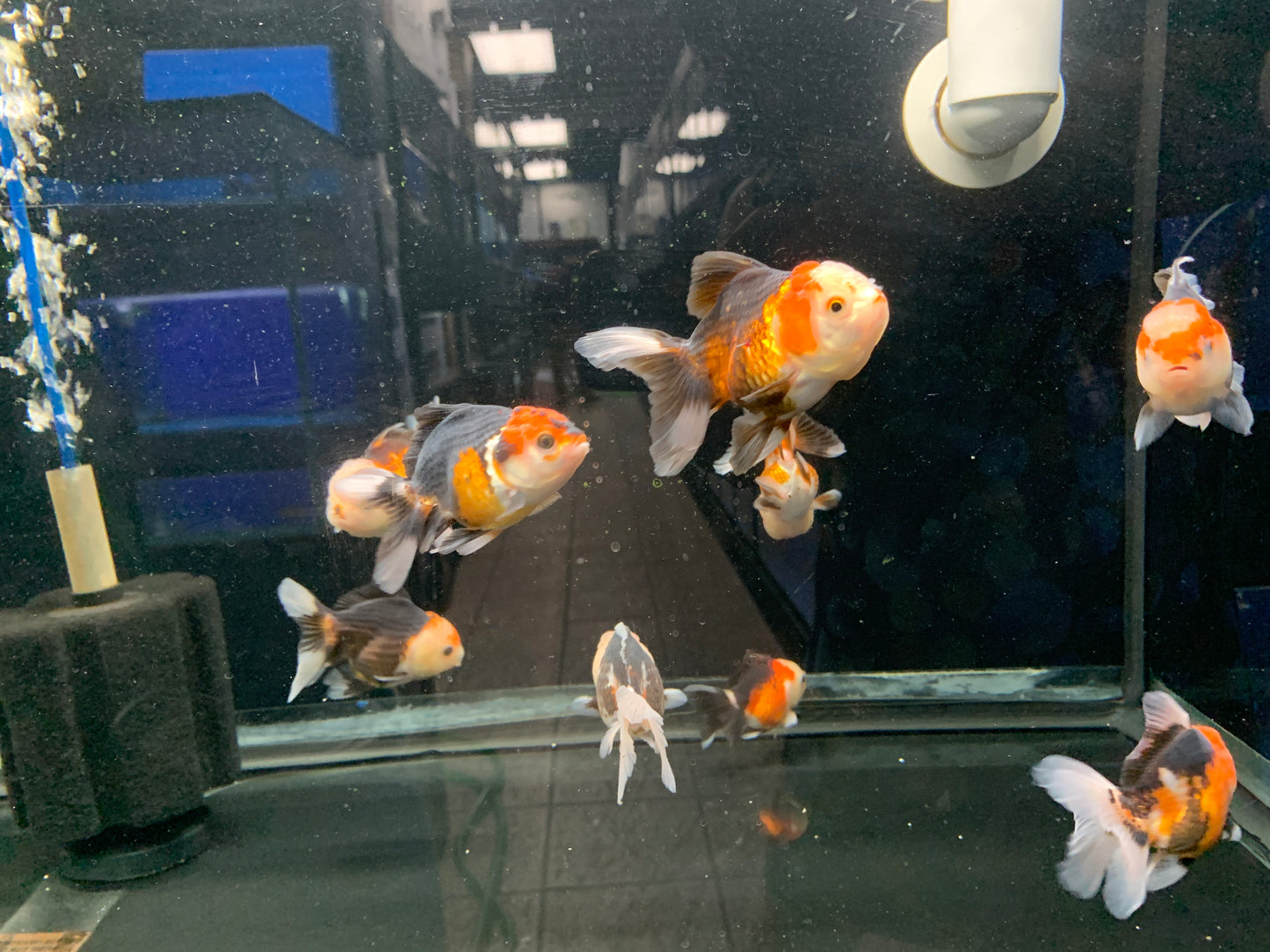 Oranda 9-10cm