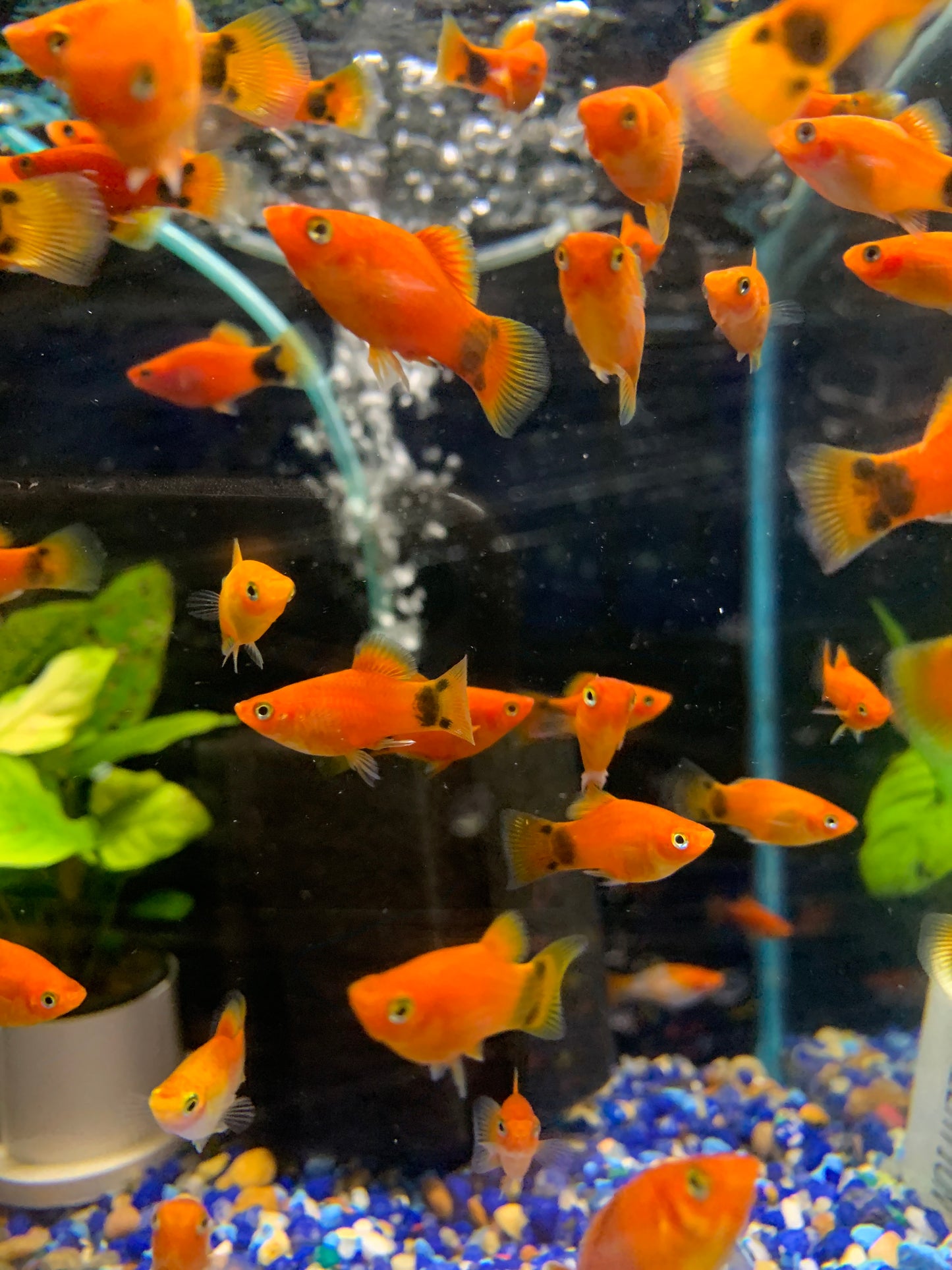 Red Platy