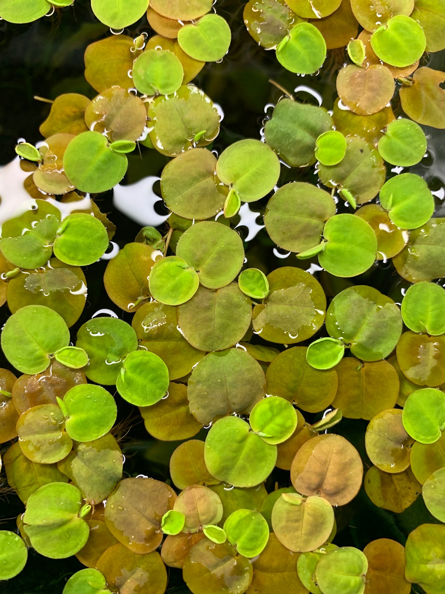 Red Root Floaters