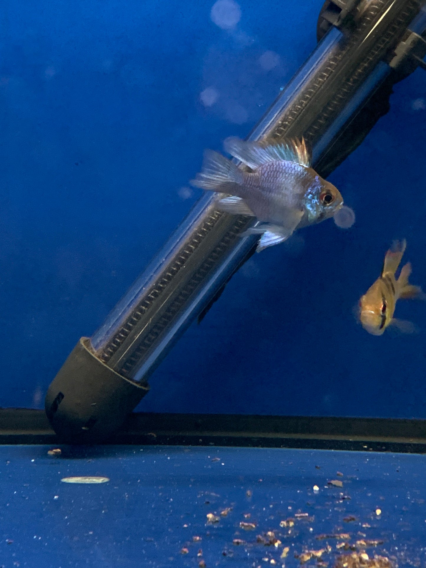 Electric Blue balloon Ram