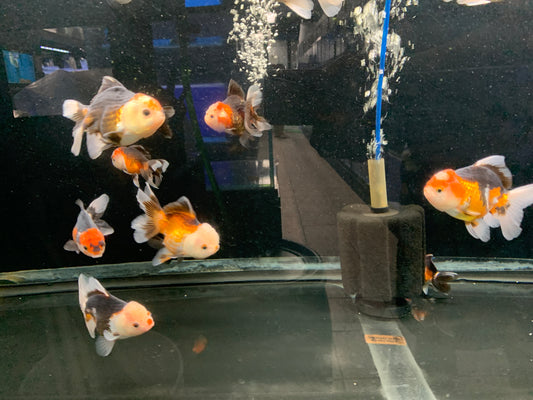 Oranda 9-10cm