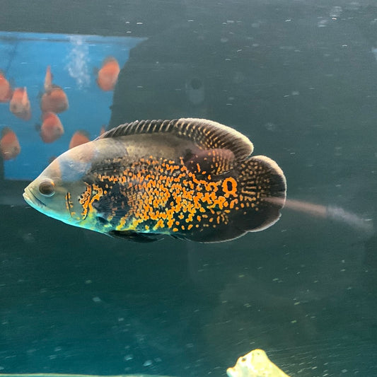 Tiger Oscar Cichlid