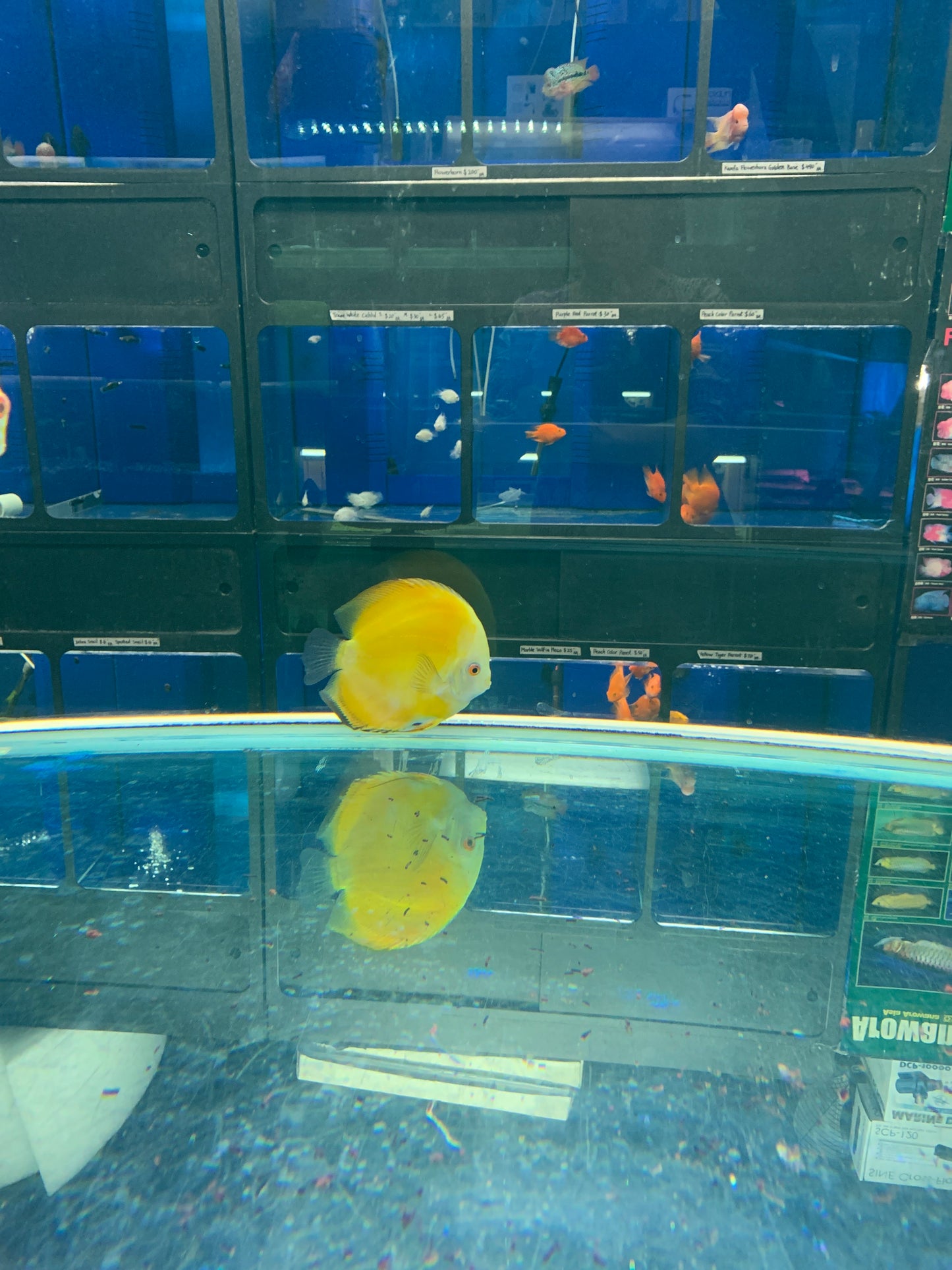 Yellow Discus