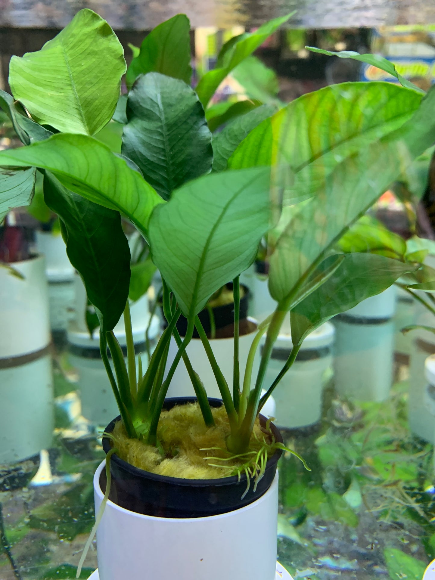 Anubias barteri var barteri