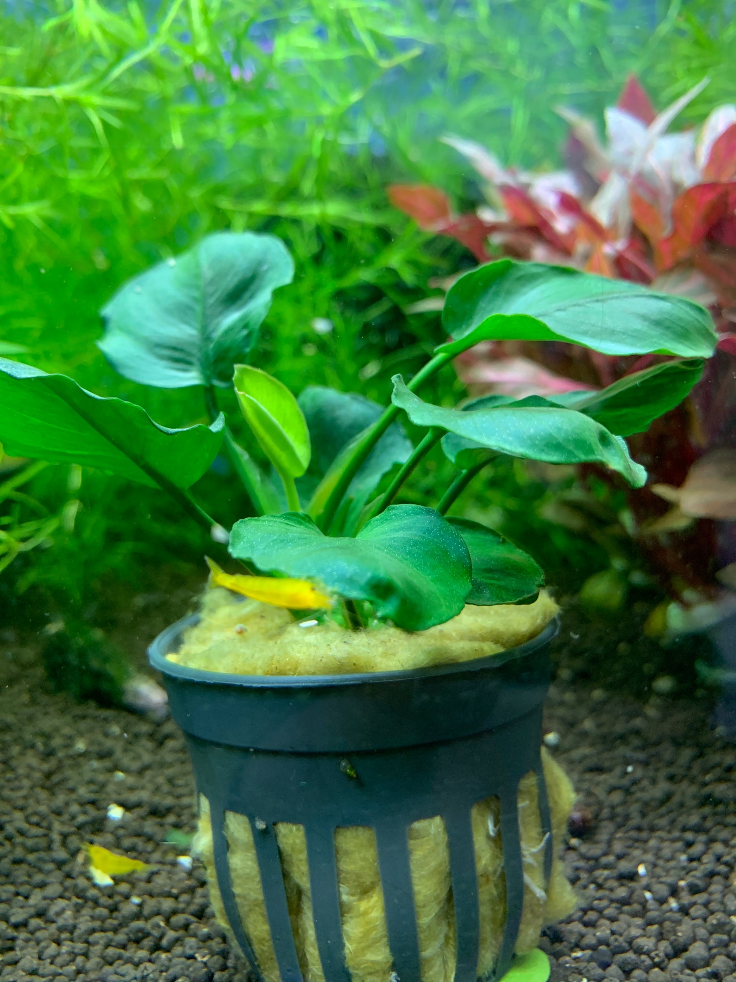 Anubias bateri round (golden coin)