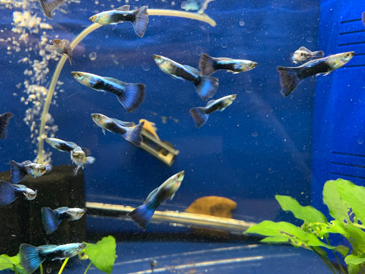 Blue Neon Guppies