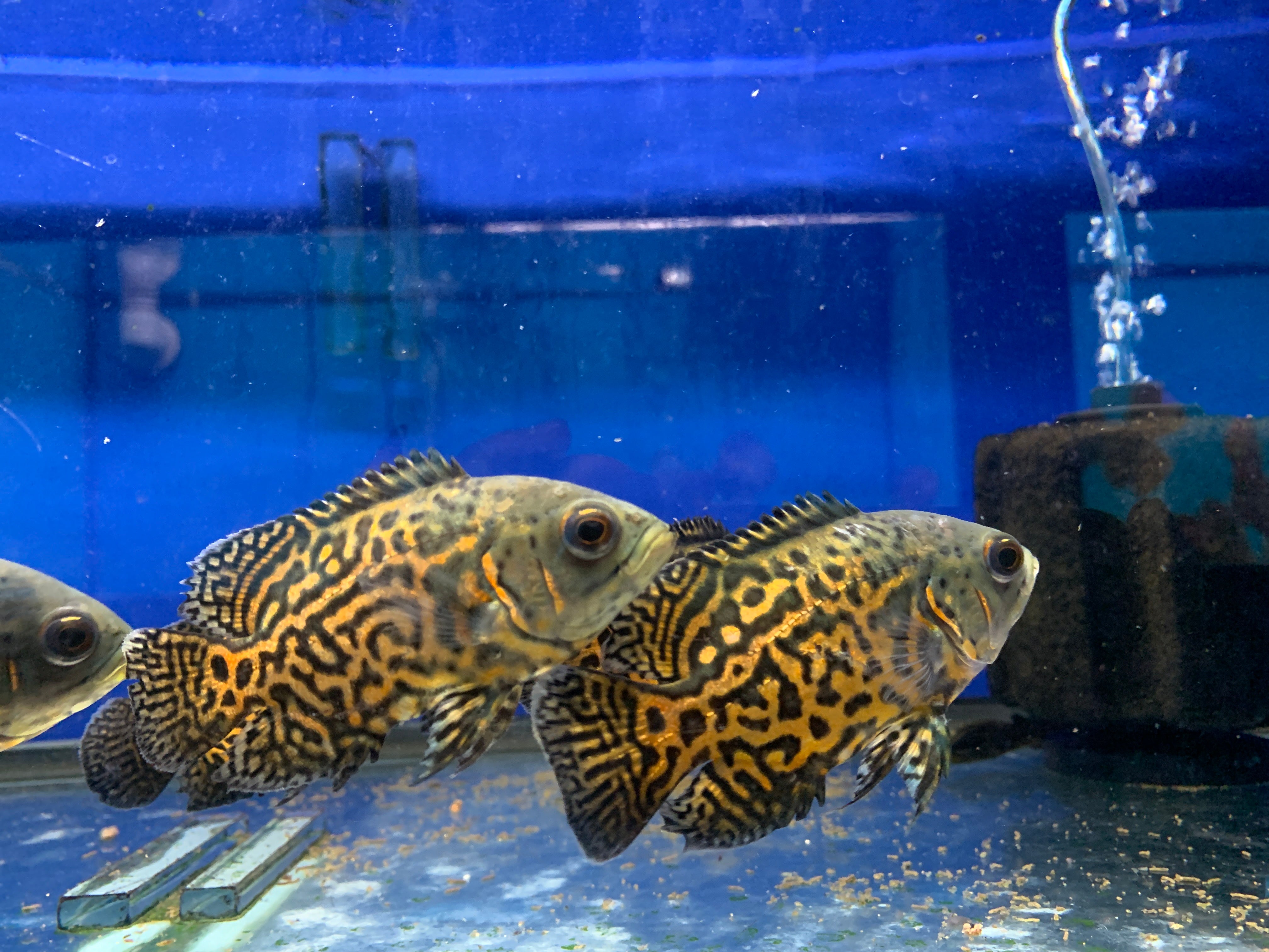 Tiger Oscar Cichlid Mississauga Aquarium