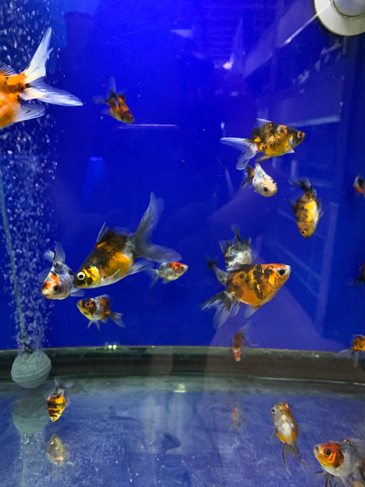 Calico Goldfish(5-6cm)/ red white Fantail  Goldfish (7-8cm)