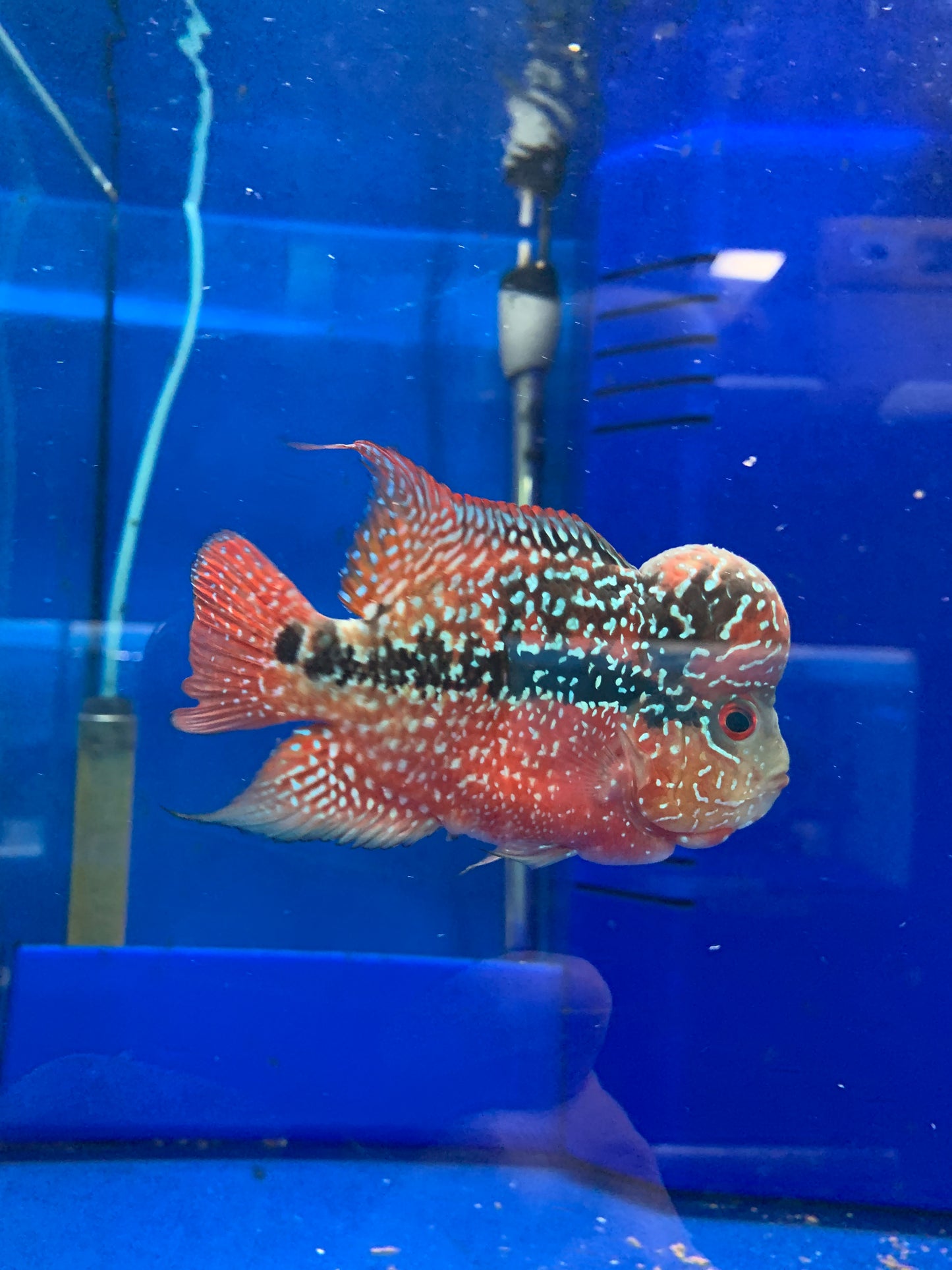 Flowerhorn Cichlid