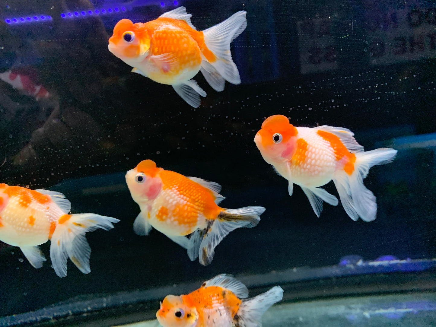 Pearlscale Goldfish