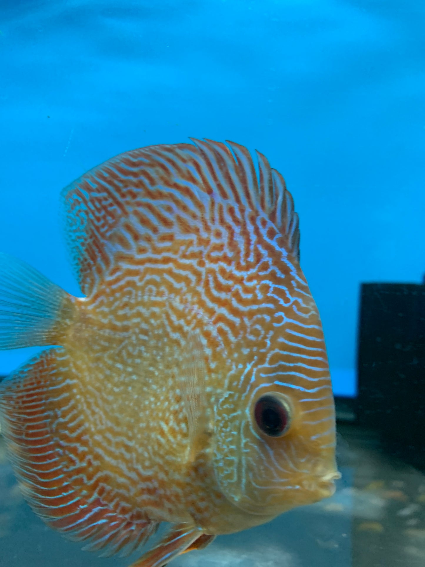 Blue Snakeskin  Discus