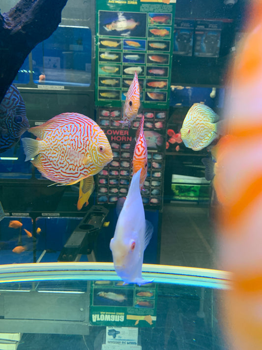 Albino pigeon Discus