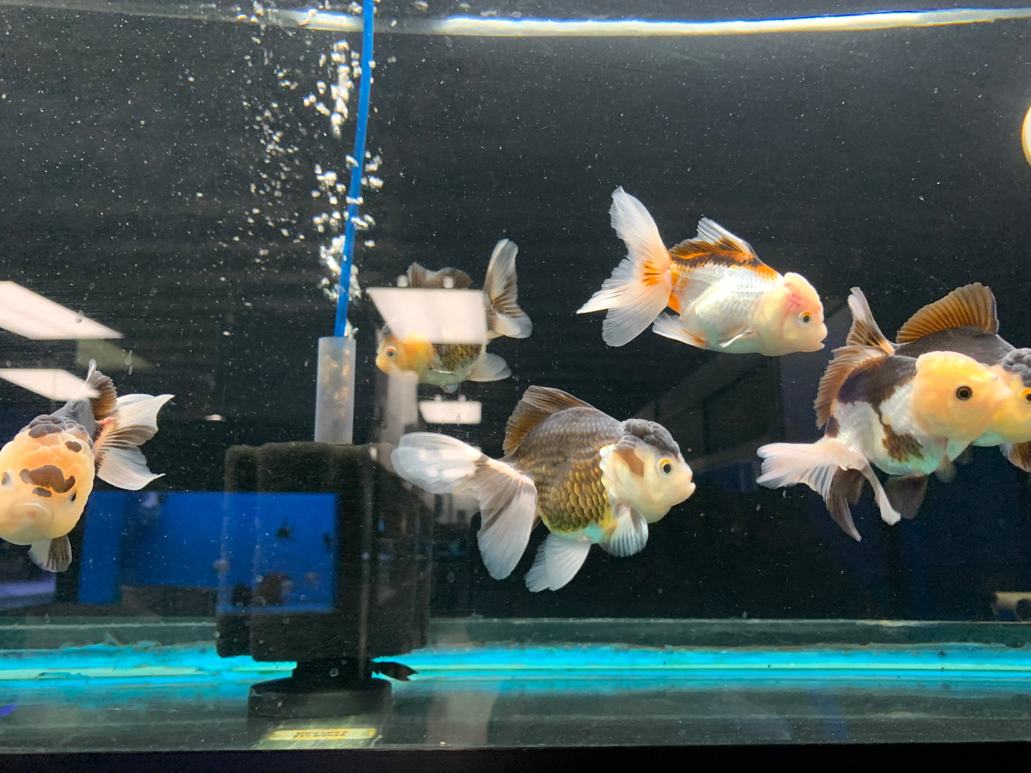 Oranda 9-10cm