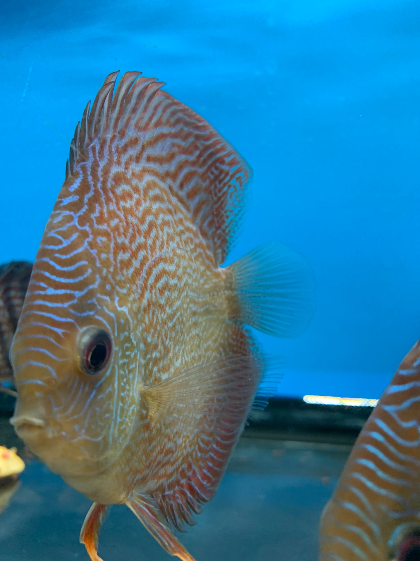 Blue Snakeskin  Discus