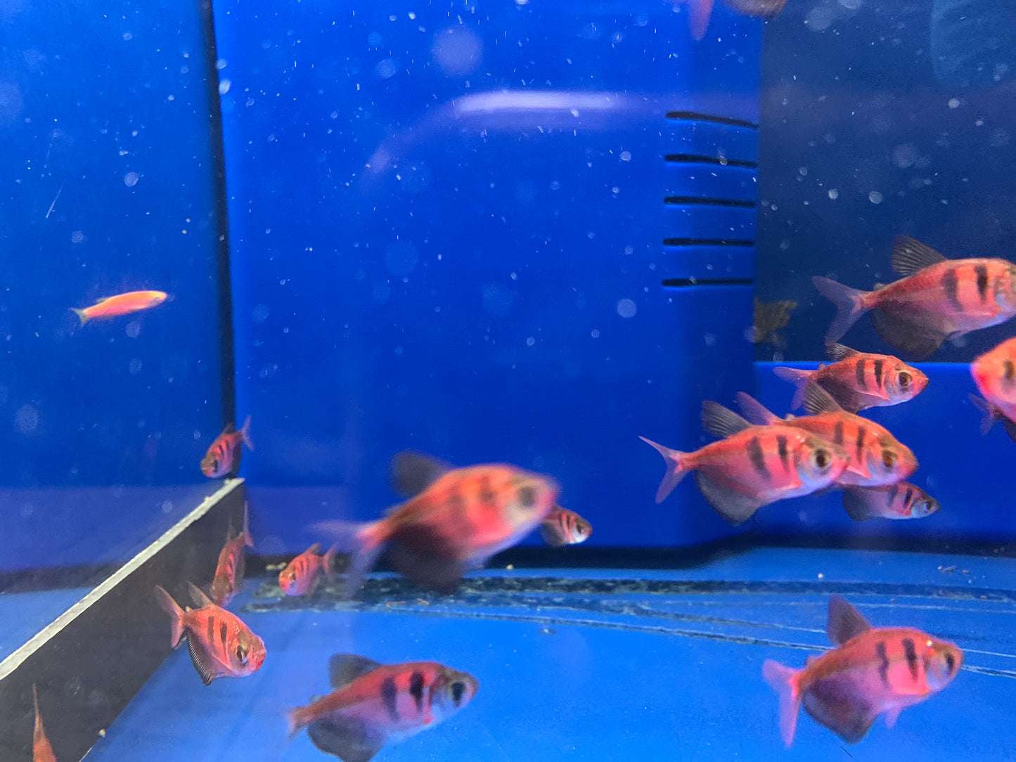 Orange tiger Tetra