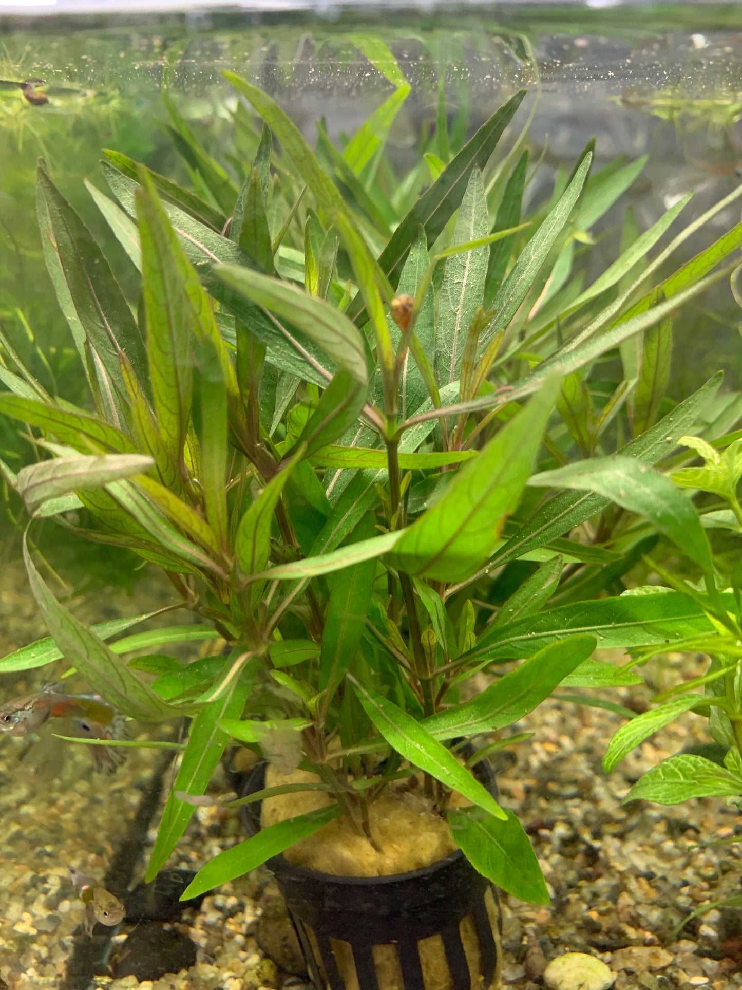 Hygrophila lancea araguaia