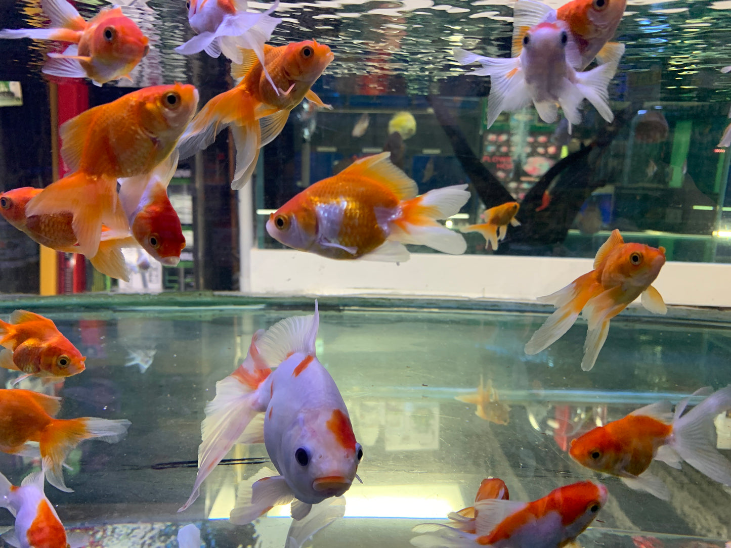 Calico Goldfish(5-6cm)/ red white Fantail  Goldfish (7-8cm)