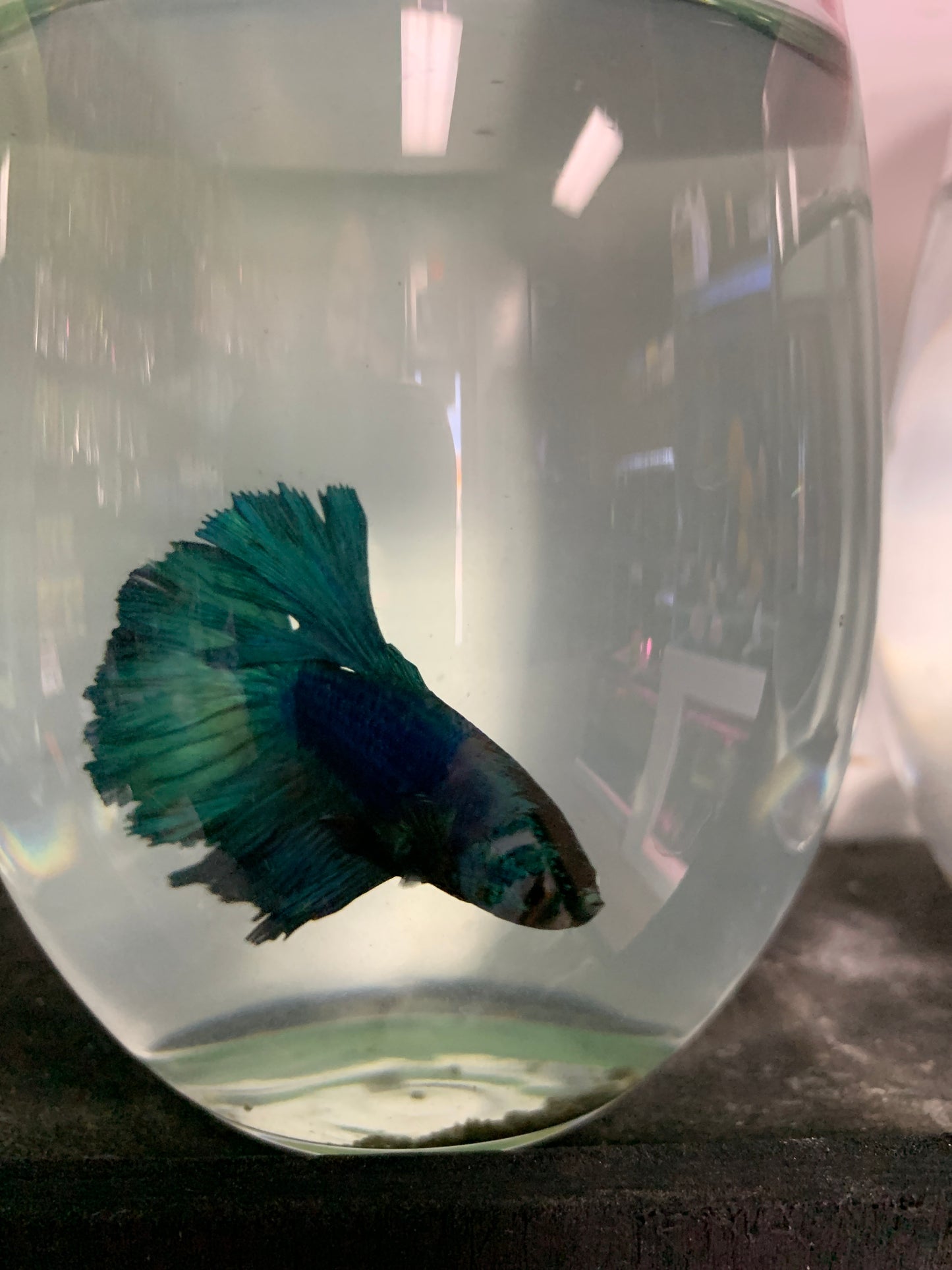 Halfmoon Betta Fish