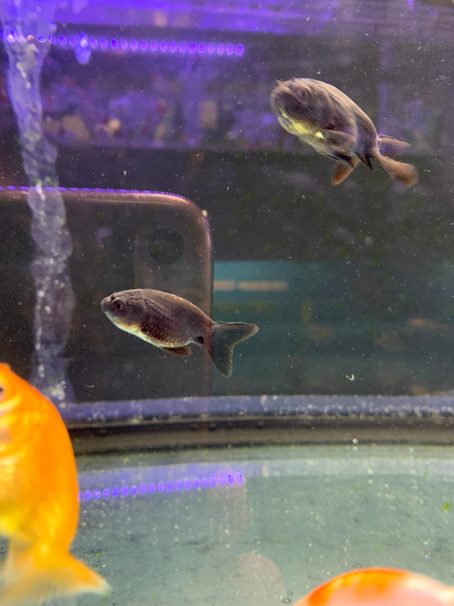 Red White Ranchu / Black Ranchu Goldfish 5cm