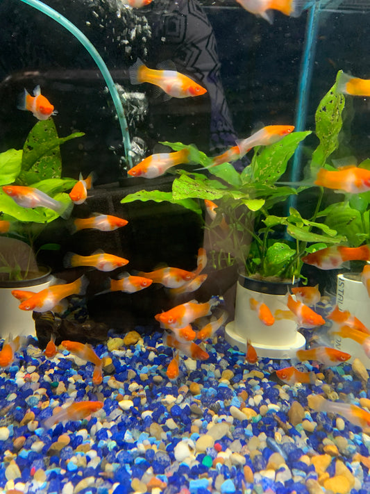 Kohaku Swordtails