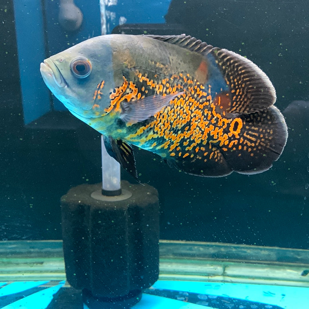 Live oscar fish hot sale for sale online