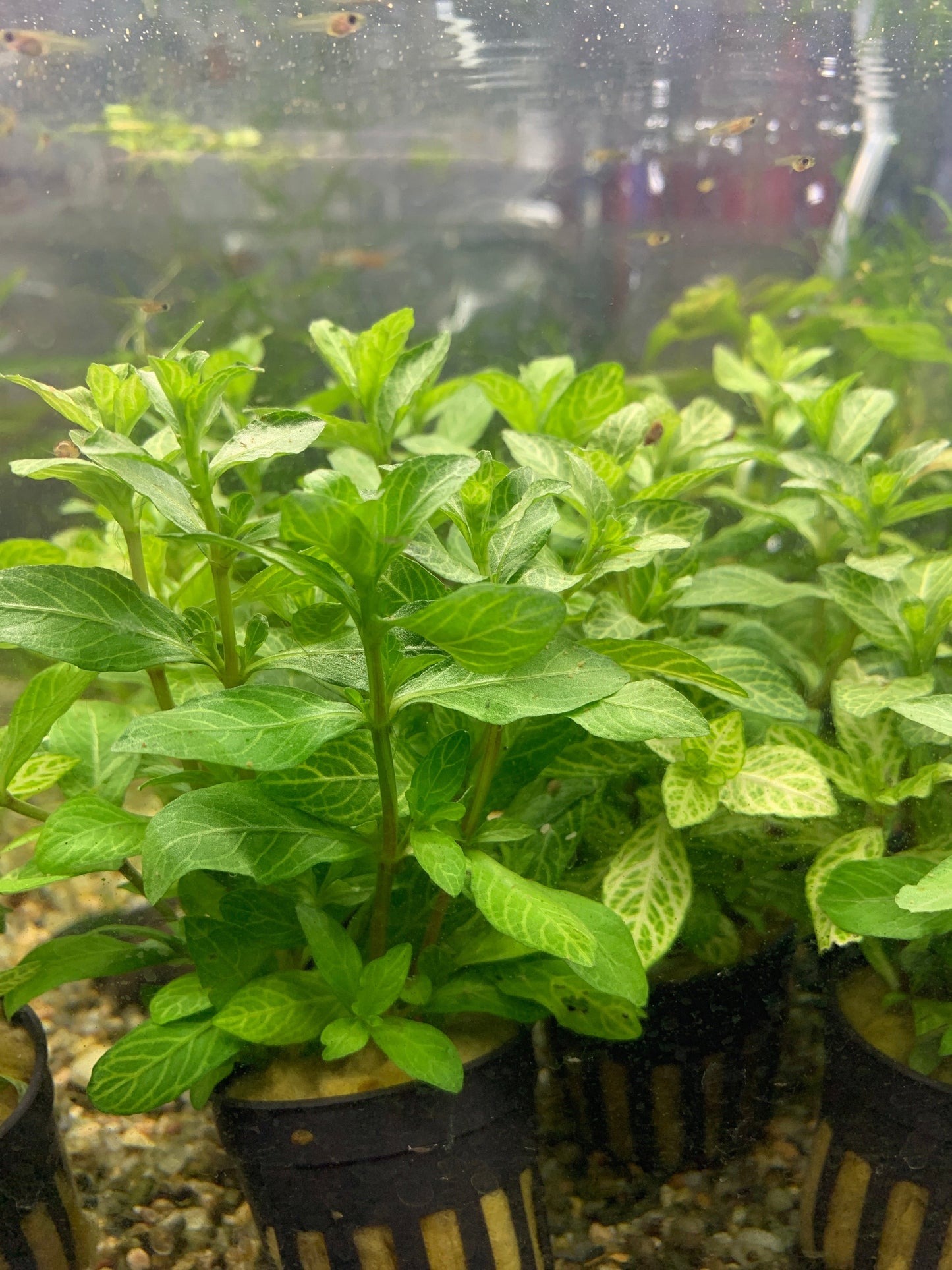 Hygrophila rosanervis