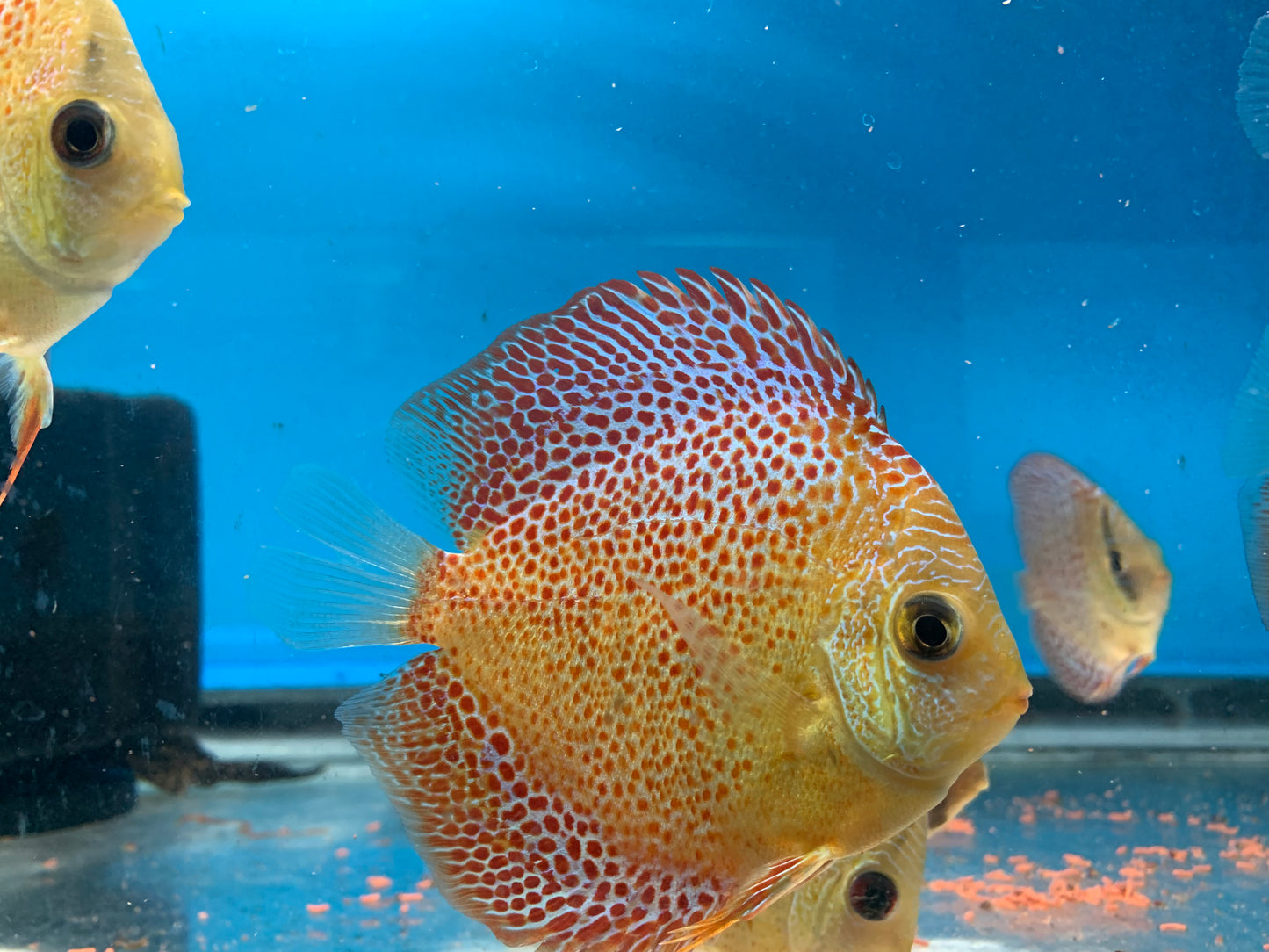 Leopard Discus