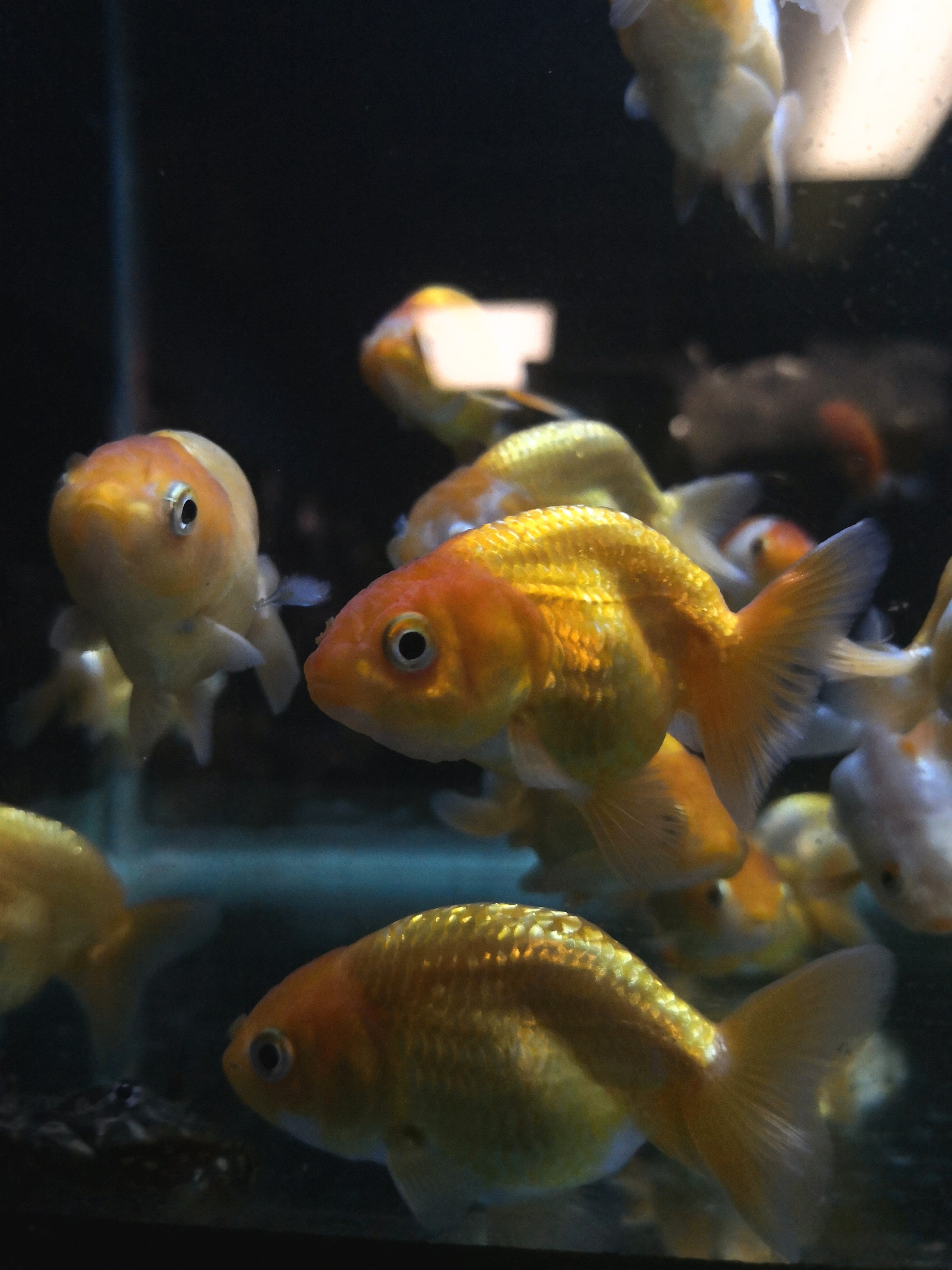 Aquarium fish sale sales online