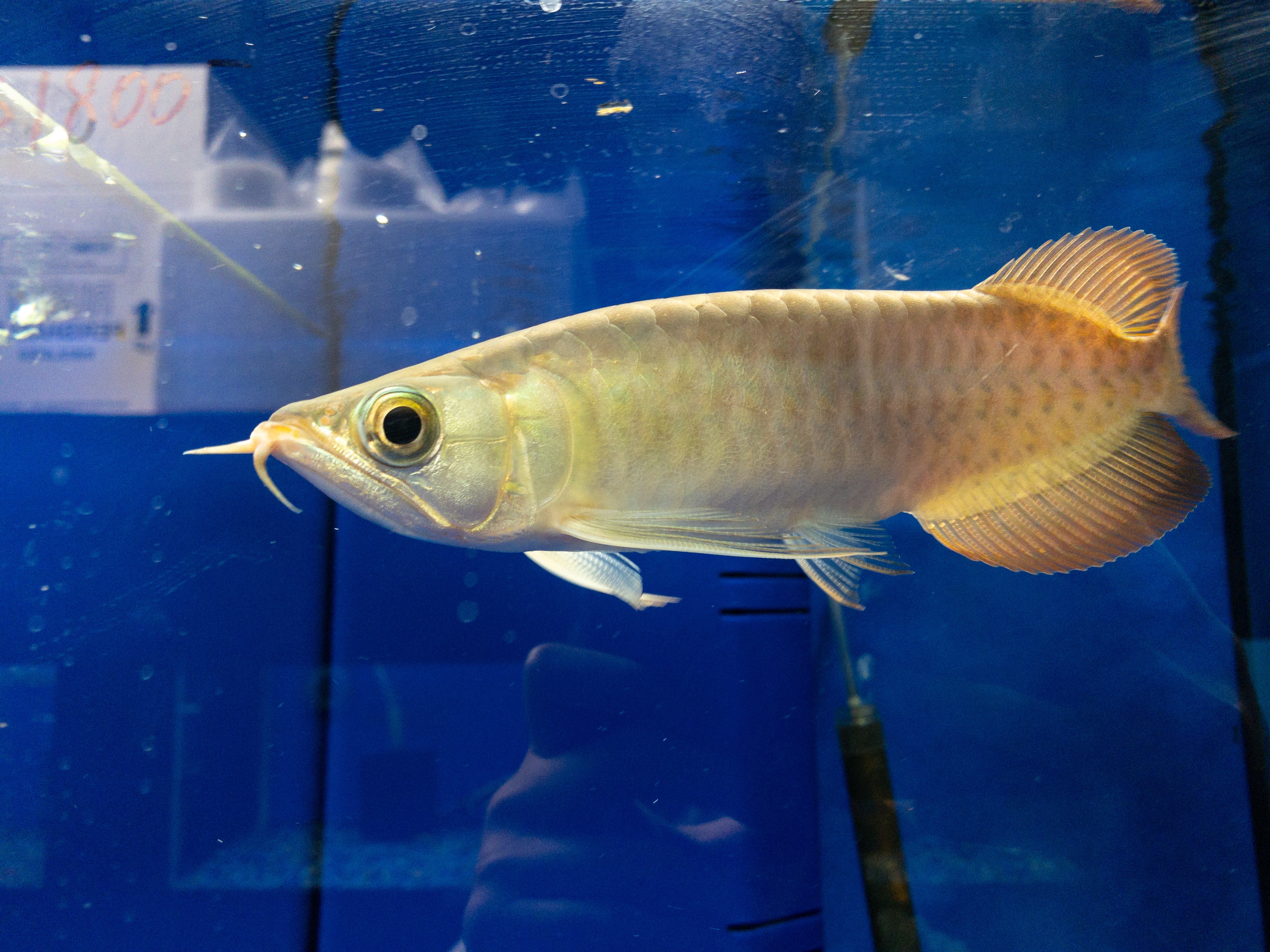 Arowana baby sale fish price