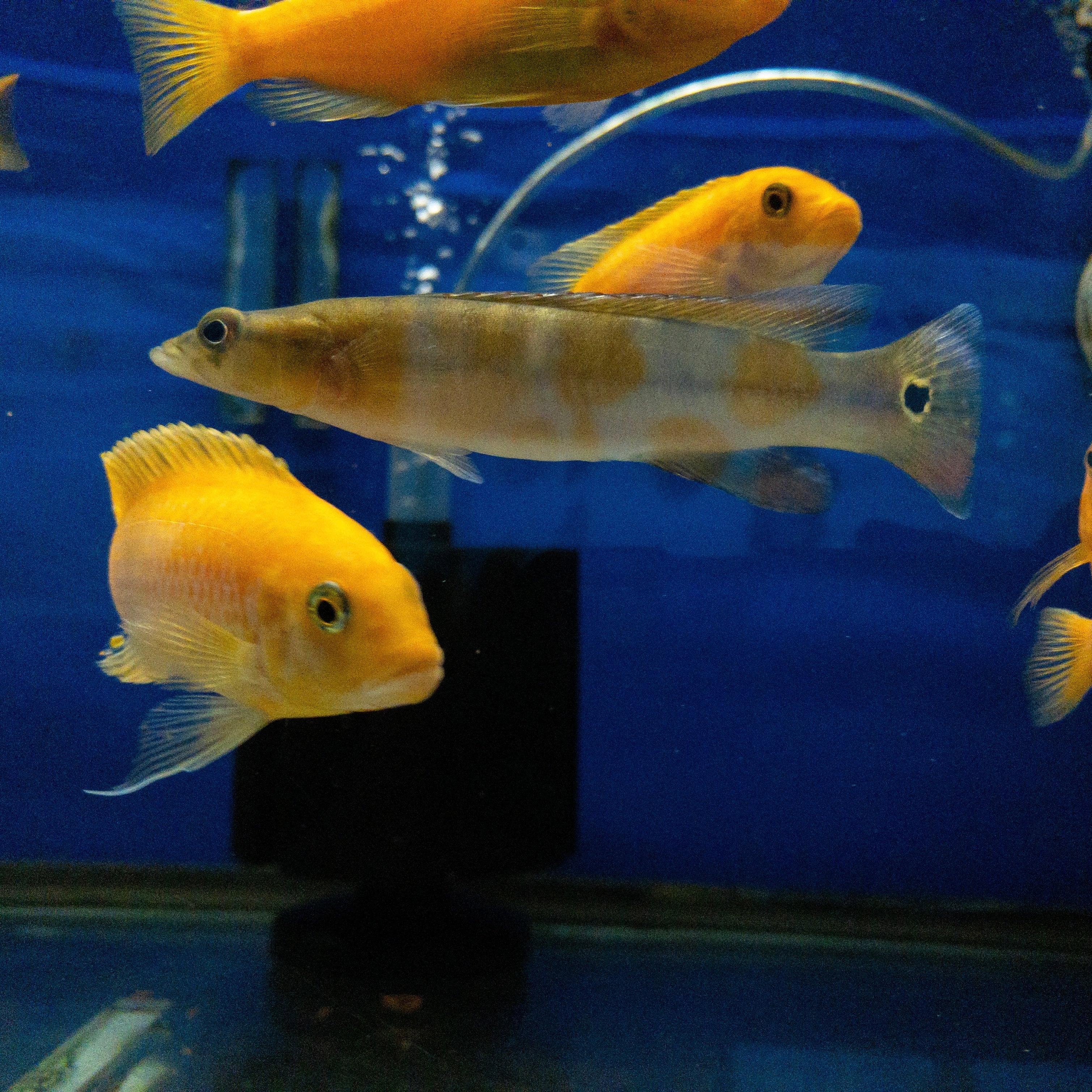 Purchase aquarium fish online best sale