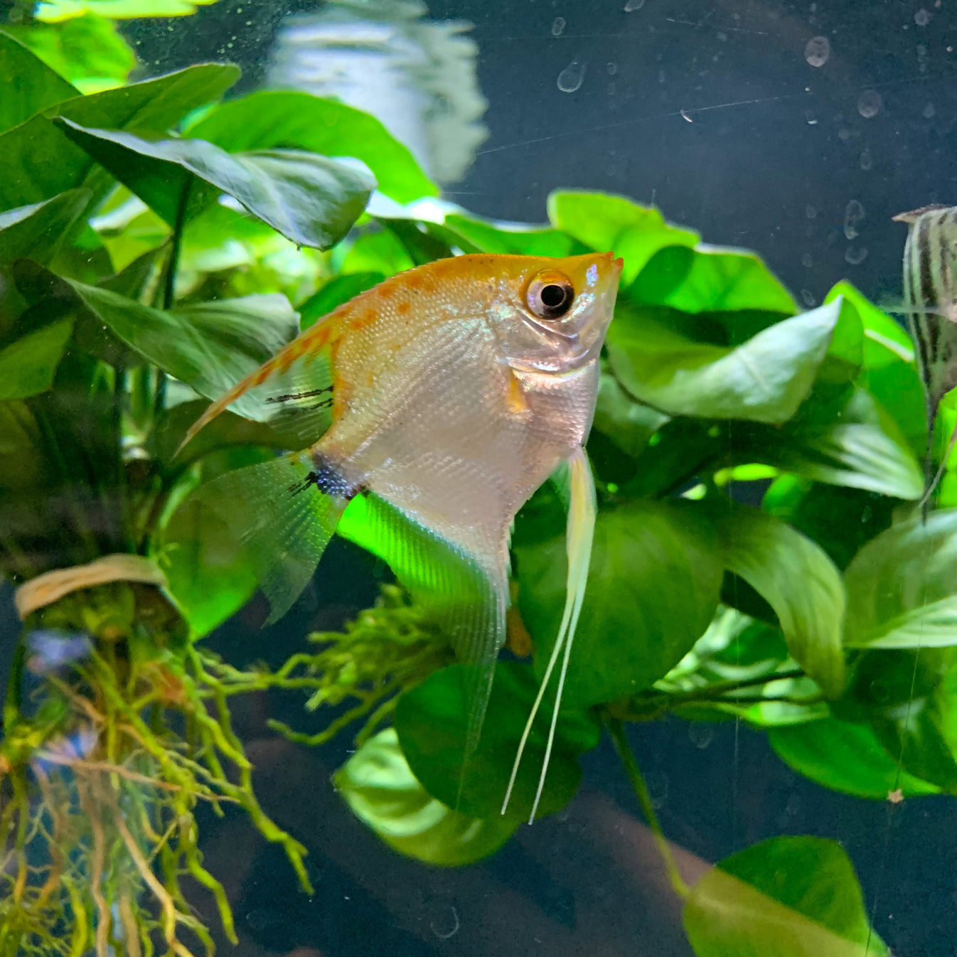 Red devil Angelfish – Mississauga Aquarium