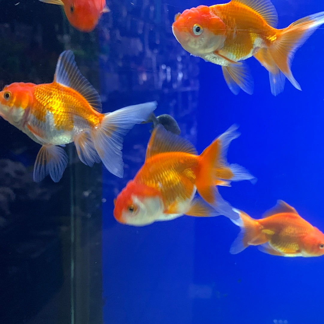 Oranda Mix Colour – Mississauga Aquarium