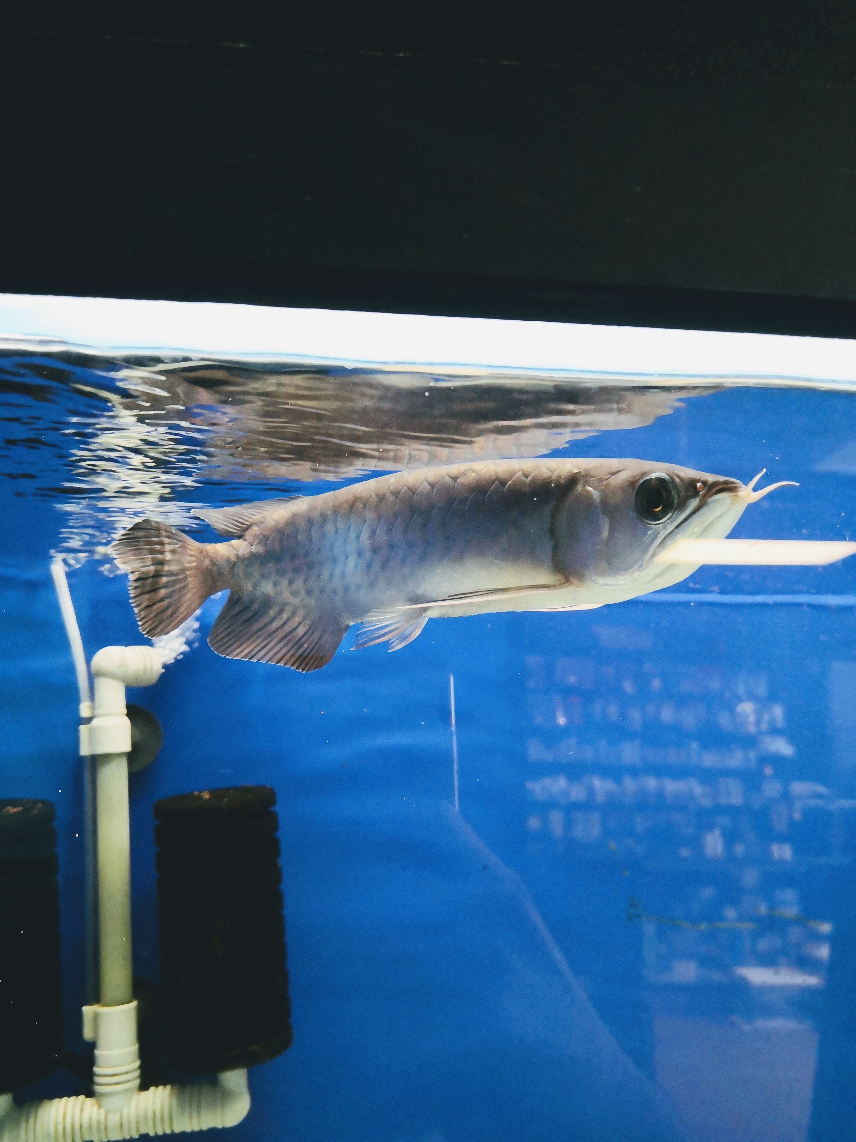 Arowana fish hot sale tank price