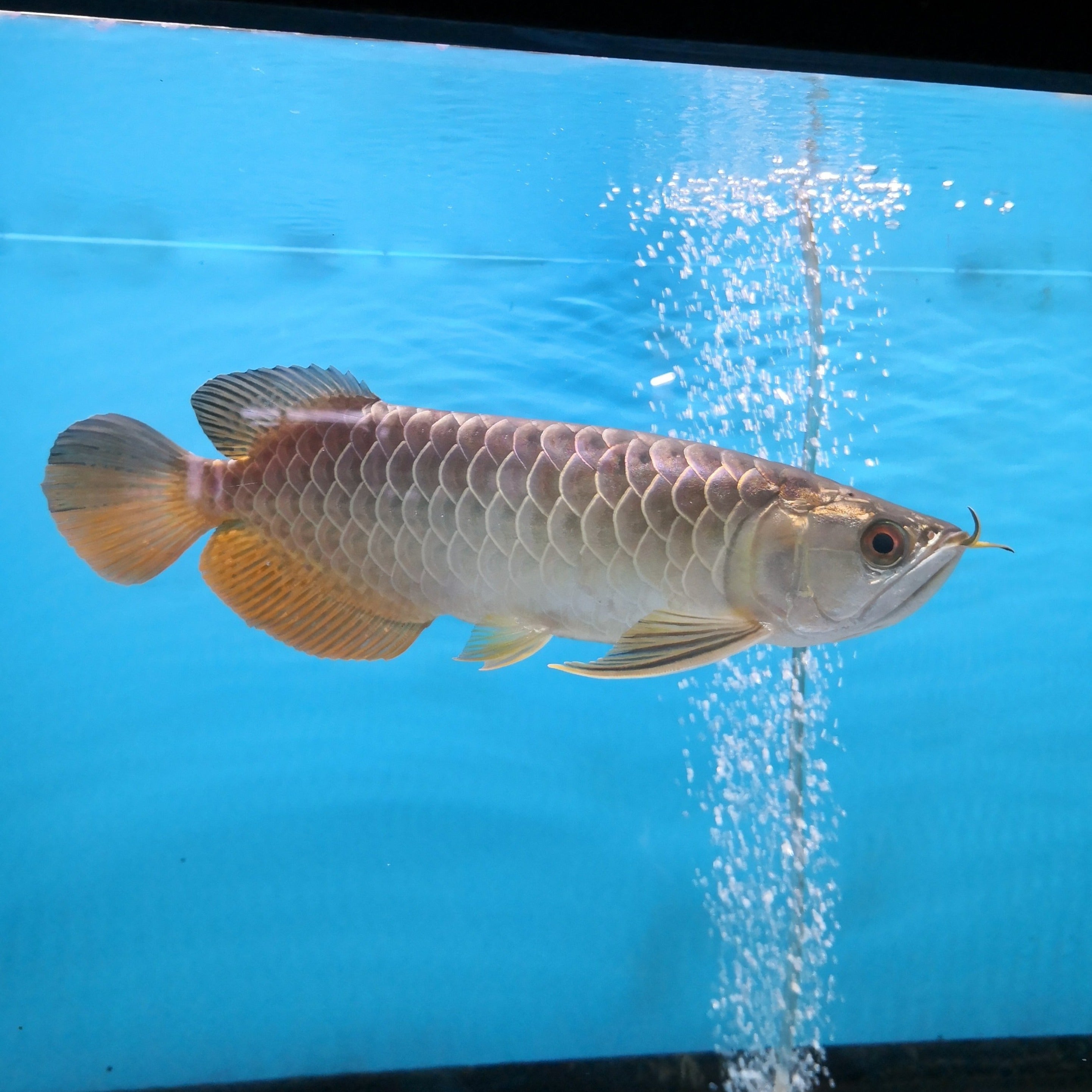 Arowana 2024 live fish