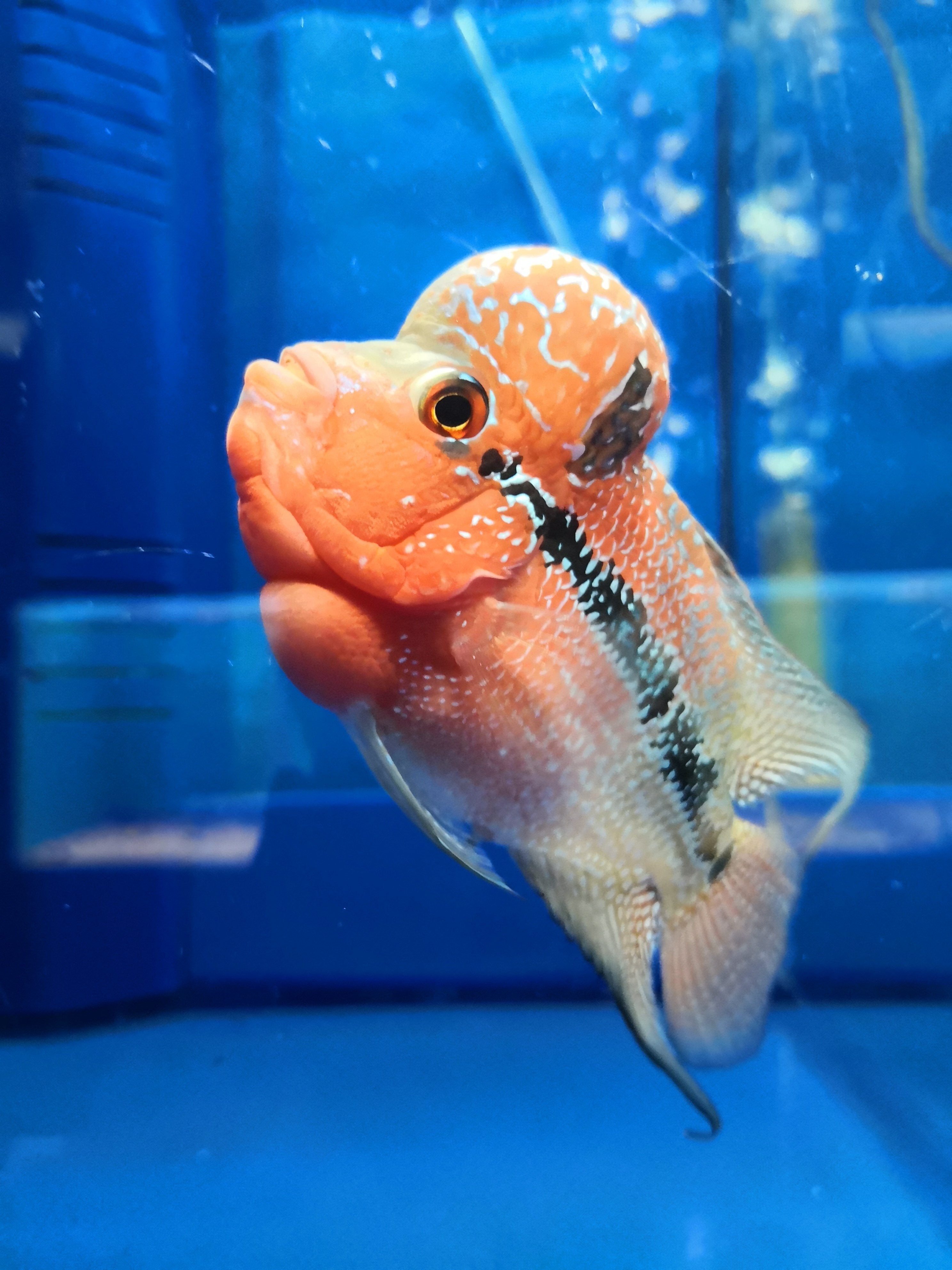 Flowerhorn baby hot sale care