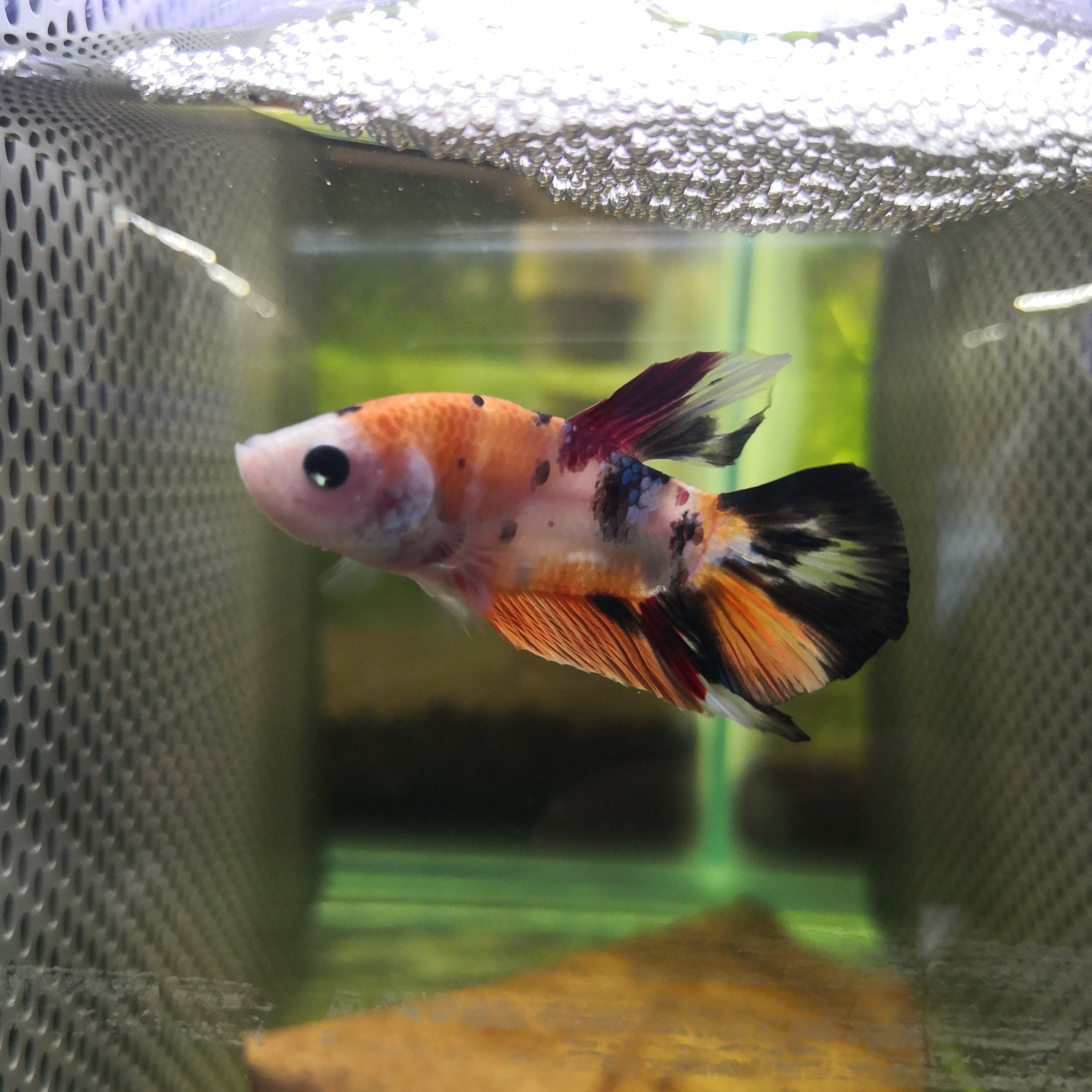 Cooking hotsell betta fish