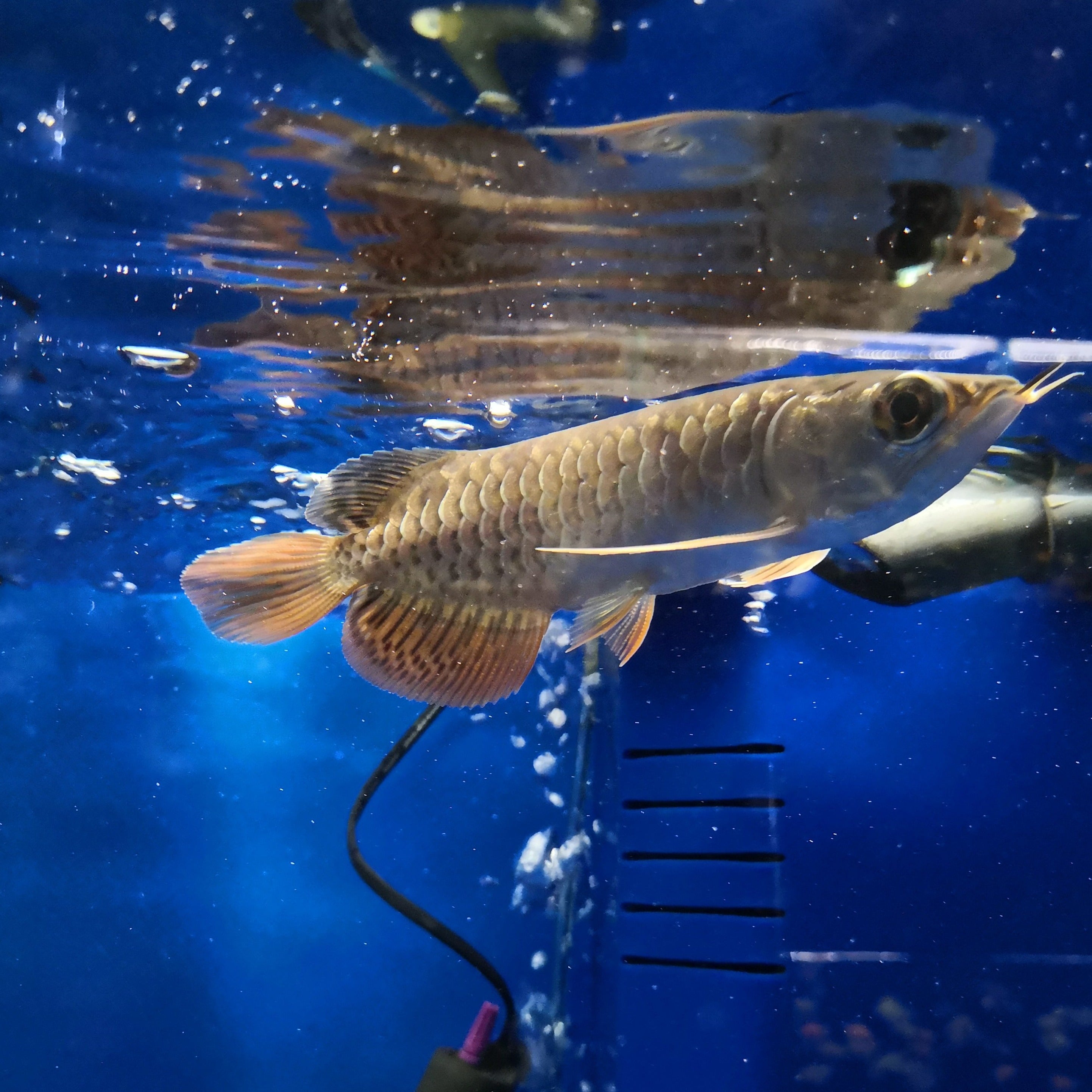 Exotic Tropical Fish Mississauga Aquarium tagged Arowana