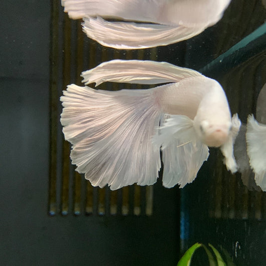 Platinum Betta male